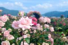 Ako imate ruže u dvorištu, ovo morate uraditi do kraja januara – u suprotnom neće cvjetati na proljeće