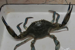 Crnogorsko more više nije isto: Sve više opasnih i otrovnih vrsta 