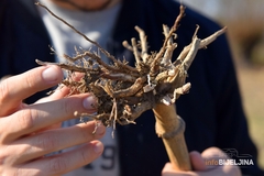 U Srpskoj registrovano 40.630 gazdinstava, lakše mogu do podsticaja