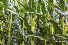 Farmeri preklinju za pomoć: Ovogodišnja suša nema karakter elementarne nepogode