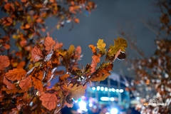 Pravoslavni vjernici proslavljaju Badnji dan i Badnje veče - tradicija koja se prenosi kroz generacije