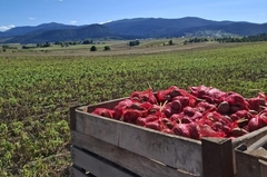 Prve isporuke glamočkog krompira već stigle do Banjaluke i Mostara, proizvođači očekuju veće cijene