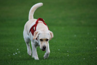 Dozvoljeno izvođenje kućnih ljubimaca tokom prvomajskih praznika