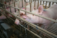 Pandemija nije uzdrmala semberske farmere