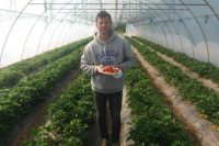 Jagode iz semberskih plastenika već na tržištu: Domaćini povećavaju zasade