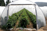 Sutra donacija plastenika za četiri socijalno ugrožene porodice u Bijeljini