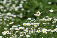 Sutra oblačno i toplije