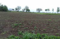 Ratari u borbi za usjeve: Insekti napadaju kukuruzne oranice u Semberiji