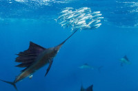 Da li znate koja je najbrža riba u okeanu?