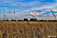 SAVJET RATARIMA: Zaštititi pšenicu od fuzarioze