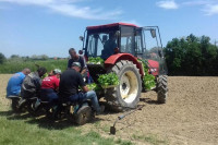 Semberski proizvođači na muci: Radna snaga poskupila, cijena duvana ista