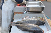 Pad proizvodnje i prodaje šarana veliki problem ribarnica u Bijeljini