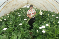 Kale iz afričke močvare u semberskim cvijetnjacima