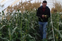 Semberski šećerac iz plastenika osvaja tržište