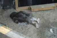 Da li znate kako spavaju sove? Fotografija otkrila istinu