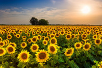 Danas sunčano i veoma toplo, kasno popodne naoblačenje