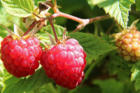 Malina sve skuplja, nema ko da je uzgaja