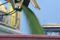 Grašak se jedva izborio sa nevremenom: Prinosi u Semberiji manji nego što se očekivalo