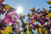 Danas sunčano i veoma toplo