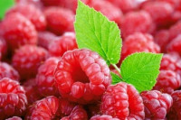 Otkazani "Dani maline" u Bratuncu