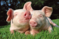 Cijene svinjetine naglo pale zbog zaraze u velikoj klaonici