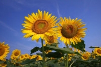 Danas sunčano i ugodno toplo