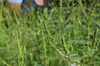 Bijeljina: Izdvojena sredstva za košenje ambrozije