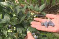 Cijena i plasman na tržištu sve više privlače i proizvođače borovnice