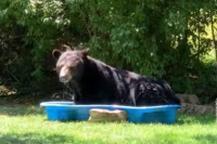 Medi bilo vrućina pa uskočio u korito