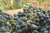 Zabranjen uvoz 12.426 kilograma grožđa iz Albanije