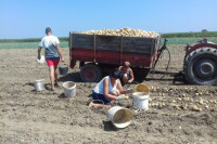 KVALITETOM OSVAJAJU TRŽIŠTE Poljoprivrednici iz sela kod Bijeljine zadovoljno trljaju ruke