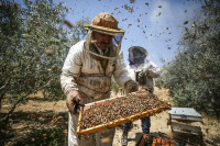 DOMAĆEG MEDA JEDVA ZA LIJEKA Još jedna katastrofalna godina za pčelarstvo