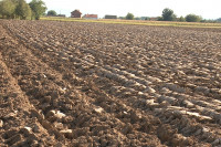 Poljoprivrednici polako odustaju od sjetve: Uljarice potiskuju pšenicu