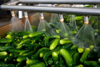 Bh. kornišoni osvojili njemačko tržište