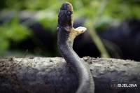 ČUDAN NAČIN ZAŠTITE Nosio zmiju kao masku u gradskom prevozu