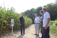 Dobar kvalitet i rod kukuruza u podmajevičkom kraju
