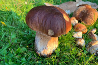 Ne znamo šta jesen nosi ali vrganja će biti sigurno