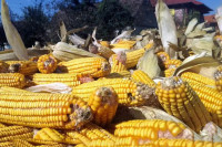 Semberija: Berba ranih hibrida kukuruza