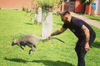 KENGURA TRAŽI CIJELA SEMBERIJA: Porodica Tanasić iz Bijeljine moli za informacije o svom odbjeglom Kokiju, u potrazi i stari i mladi