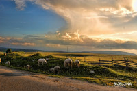 Stočari u Srpskoj tvrde da su izigrani, farme i dalje pune