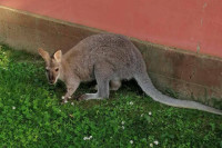 KENGUR UMIČE TRAGAČIMA Ukoliko ga ne pronađu na vrijeme, priča bi mogla imati TUŽAN KRAJ