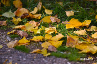 Zašto lišće mijenja boju na jesen