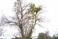 Nesvakidašnja slika iz semberske bašte