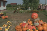 Ljeljenča kod Bijeljine: Rekordni prinosi bundeve