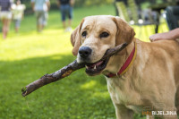 Bijeljina: Iz lovačke puške ubio DVA PSA