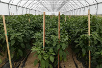 Semberci se okreću organskom uzgoju hrane