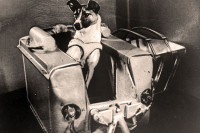 Pas koji je žrtvovan za nauku: Zbog čega je baš Lajka poslata u svemir i kako je izgledao njen let?