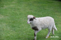 Carinici zaplijenili jagnjad, med i đubrivo