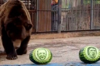 Medvjed prognozirao ko će pobijediti na izborima