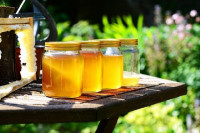 Cijena kilograma meda biće viša od 20 KM zbog slabih prinosa